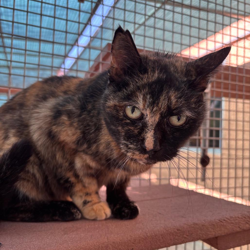 Misty — thumbnail 3