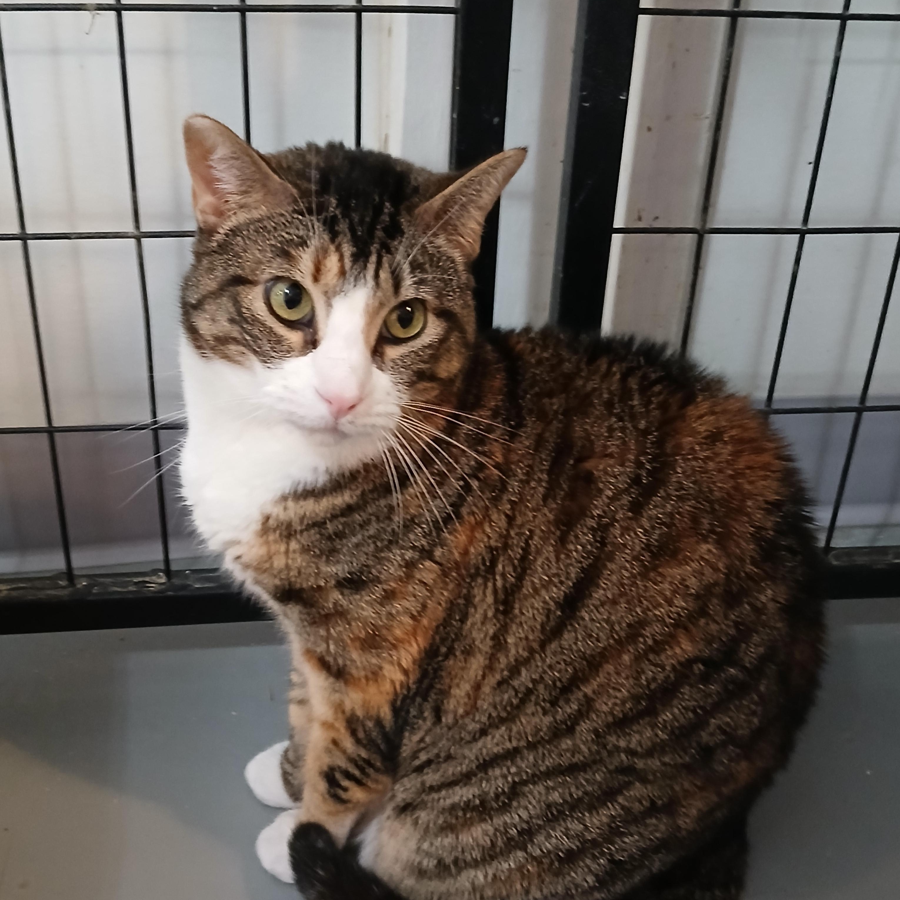 Belle, ADOPTABLE, Adult Female Tabby.