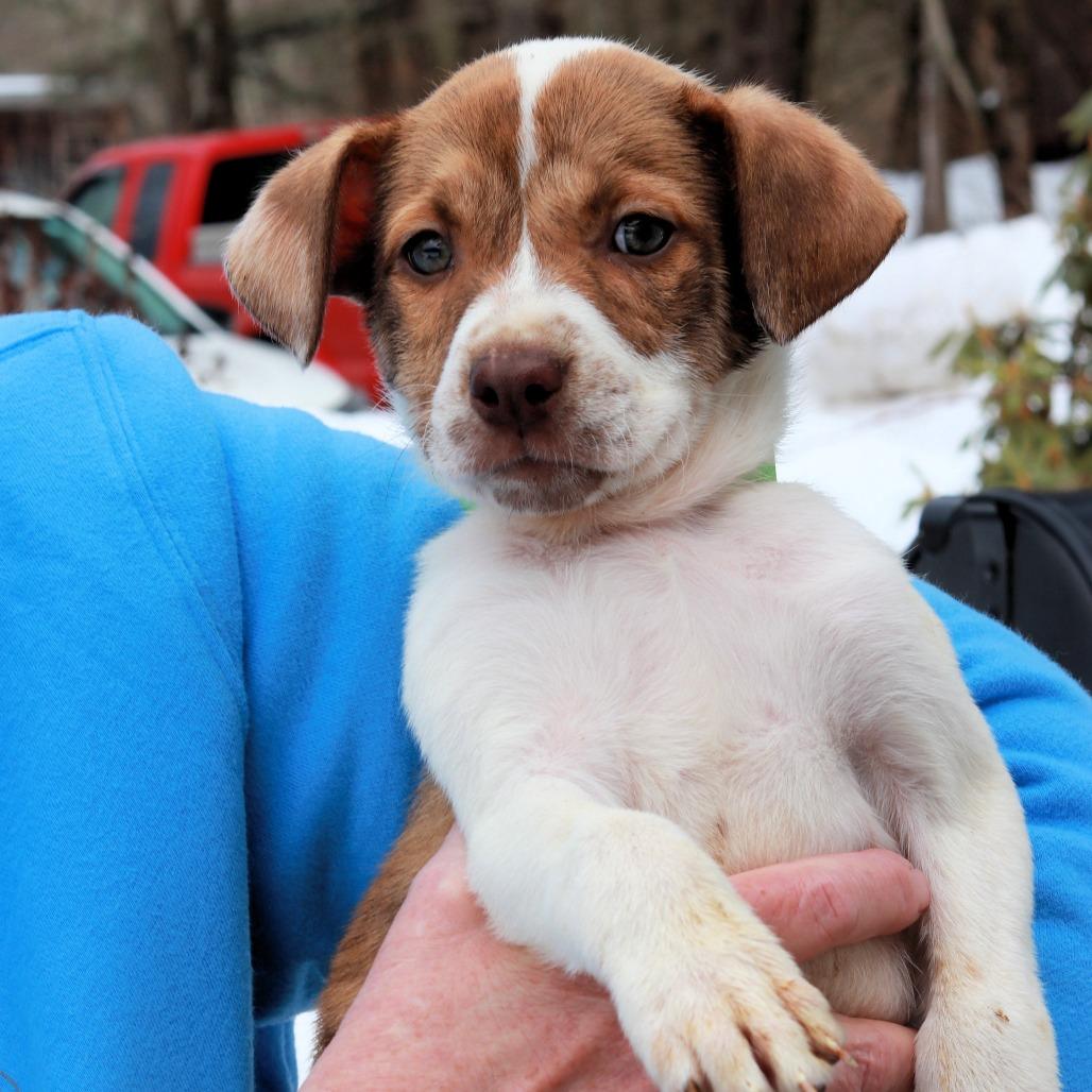 CT Maira, Adoptable, Puppy Female Cattle Dog.