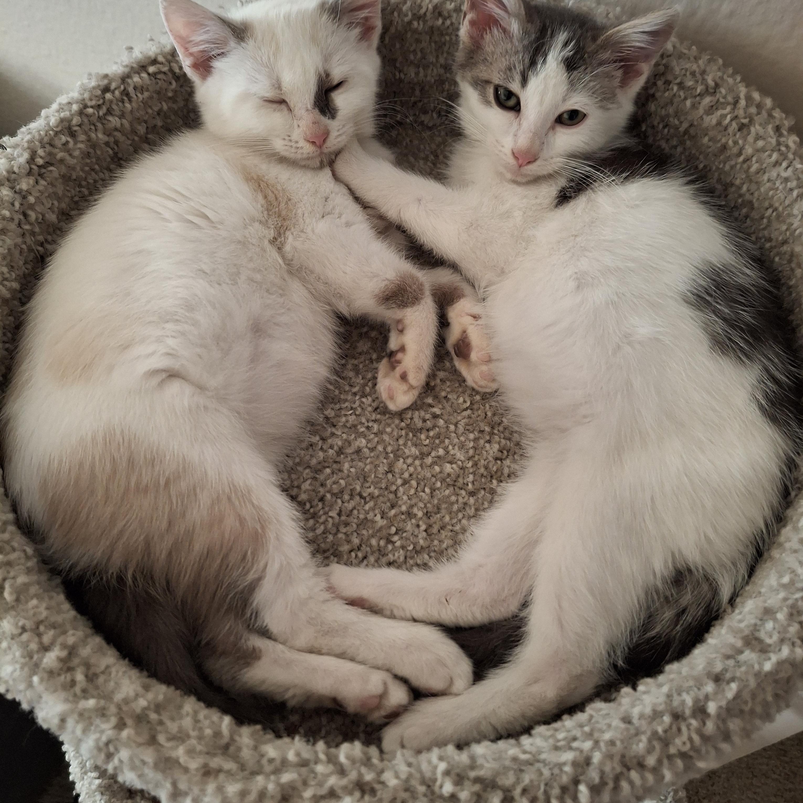 :::Moonbeam & Jericho:::, an adopted mixed breed in Yorba Linda, CA image 2/6