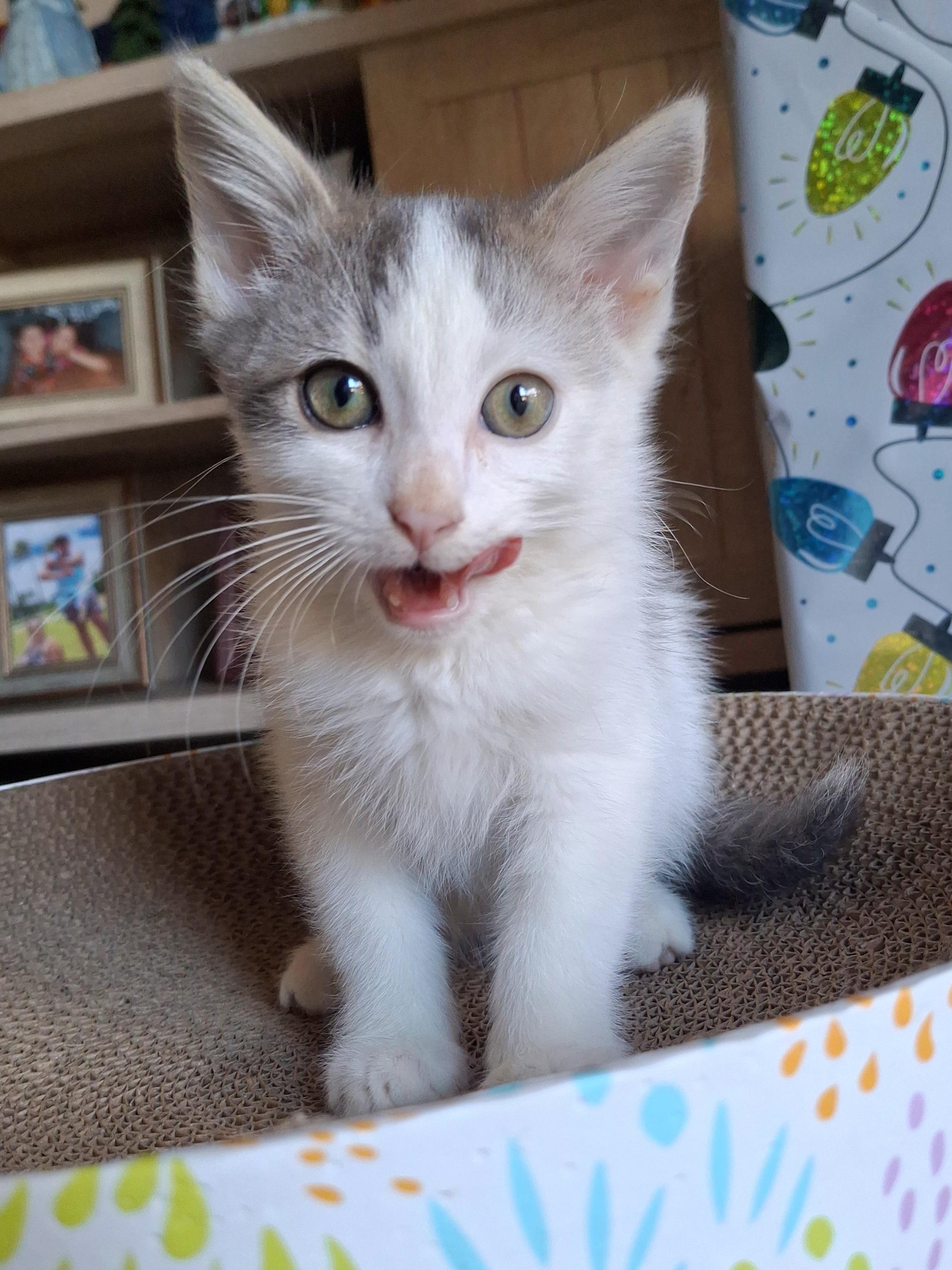:::Moonbeam & Jericho:::, an adopted mixed breed in Yorba Linda, CA image 3/6