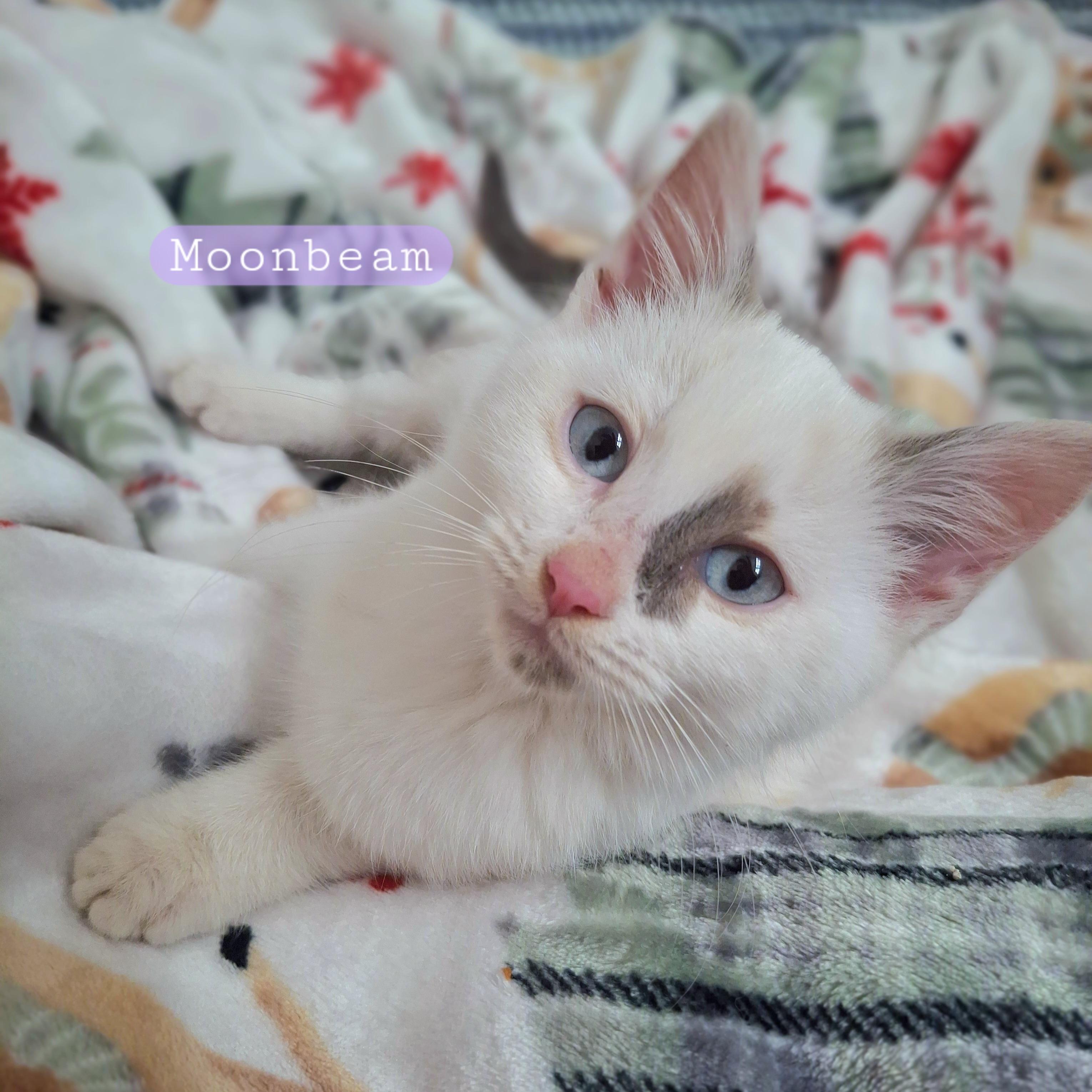 :::Moonbeam & Jericho:::, an adopted mixed breed in Yorba Linda, CA image 1/6