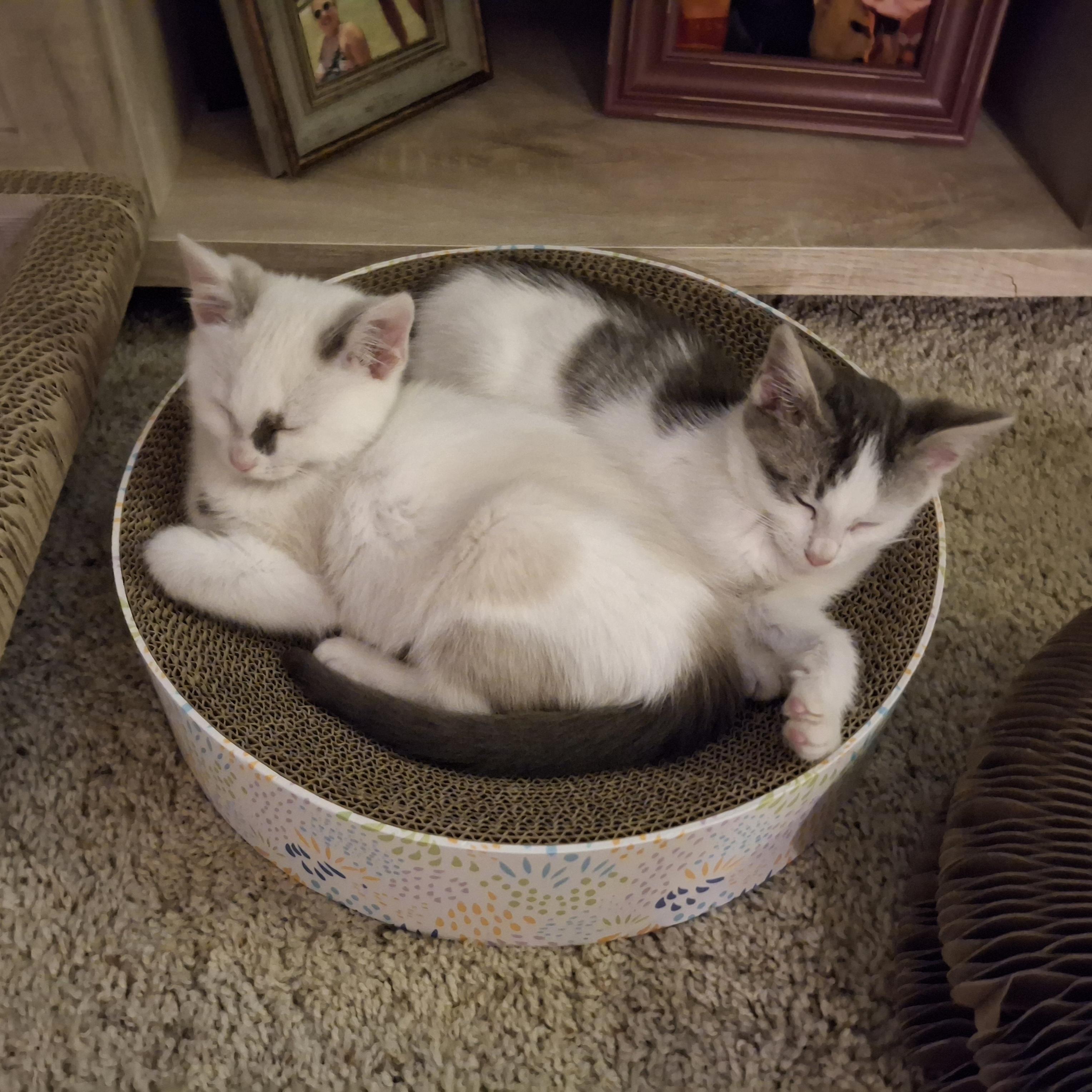 :::Moonbeam & Jericho:::, an adopted mixed breed in Yorba Linda, CA image 6/6