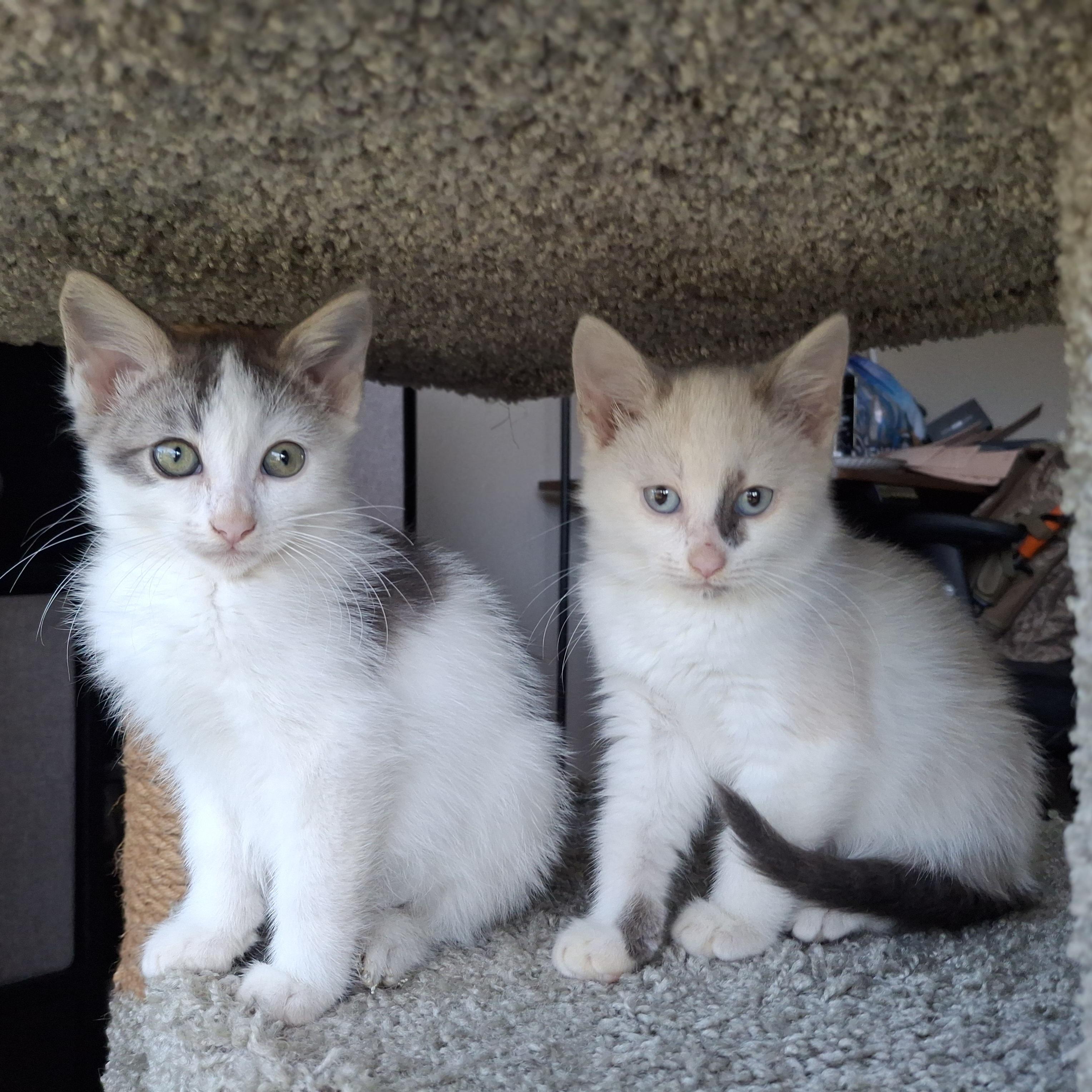 :::Moonbeam & Jericho:::, an adopted mixed breed in Yorba Linda, CA image 5/6