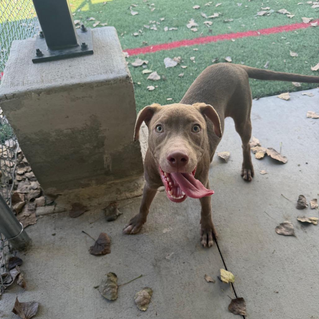 Ginny, Adoptable, Young Female Mixed Breed.