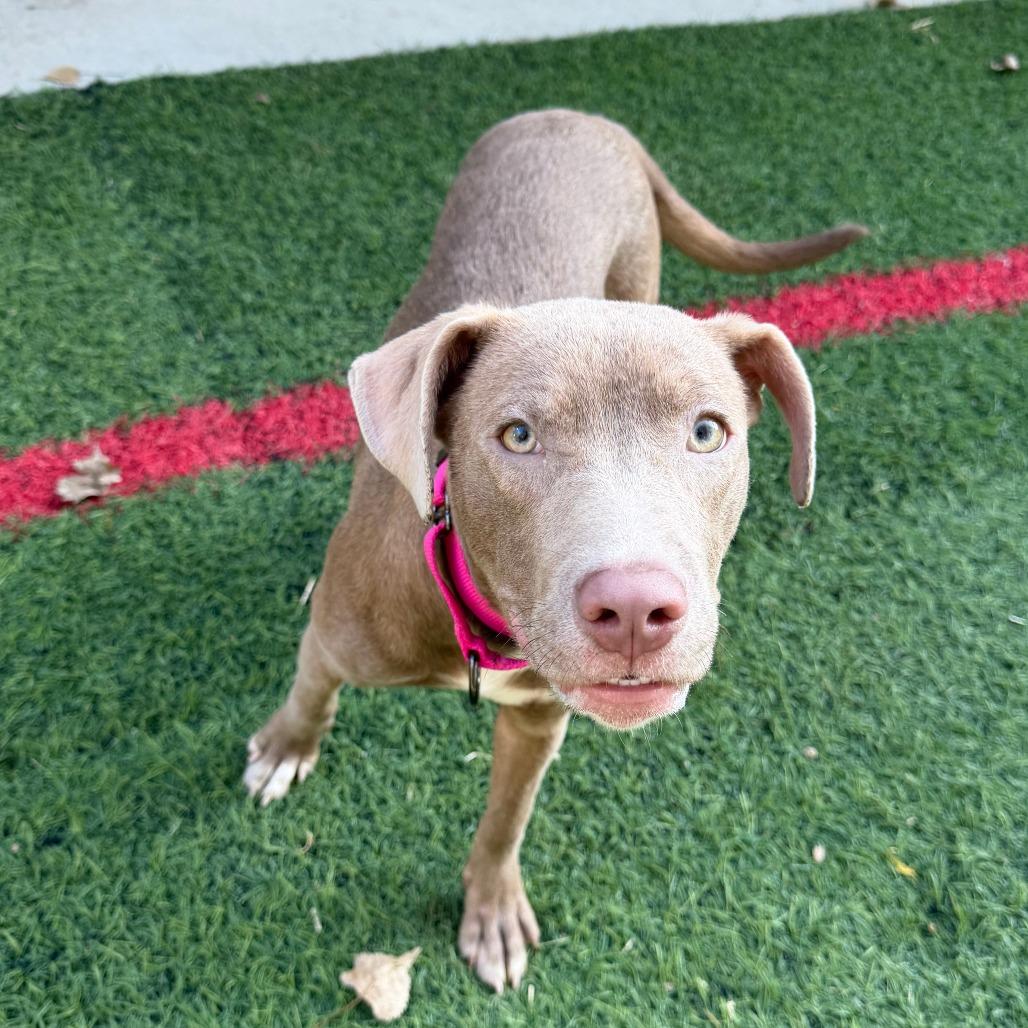 Enlarge Ginny, a Adoptable Mixed Breed in Manhattan, KS image 2/6