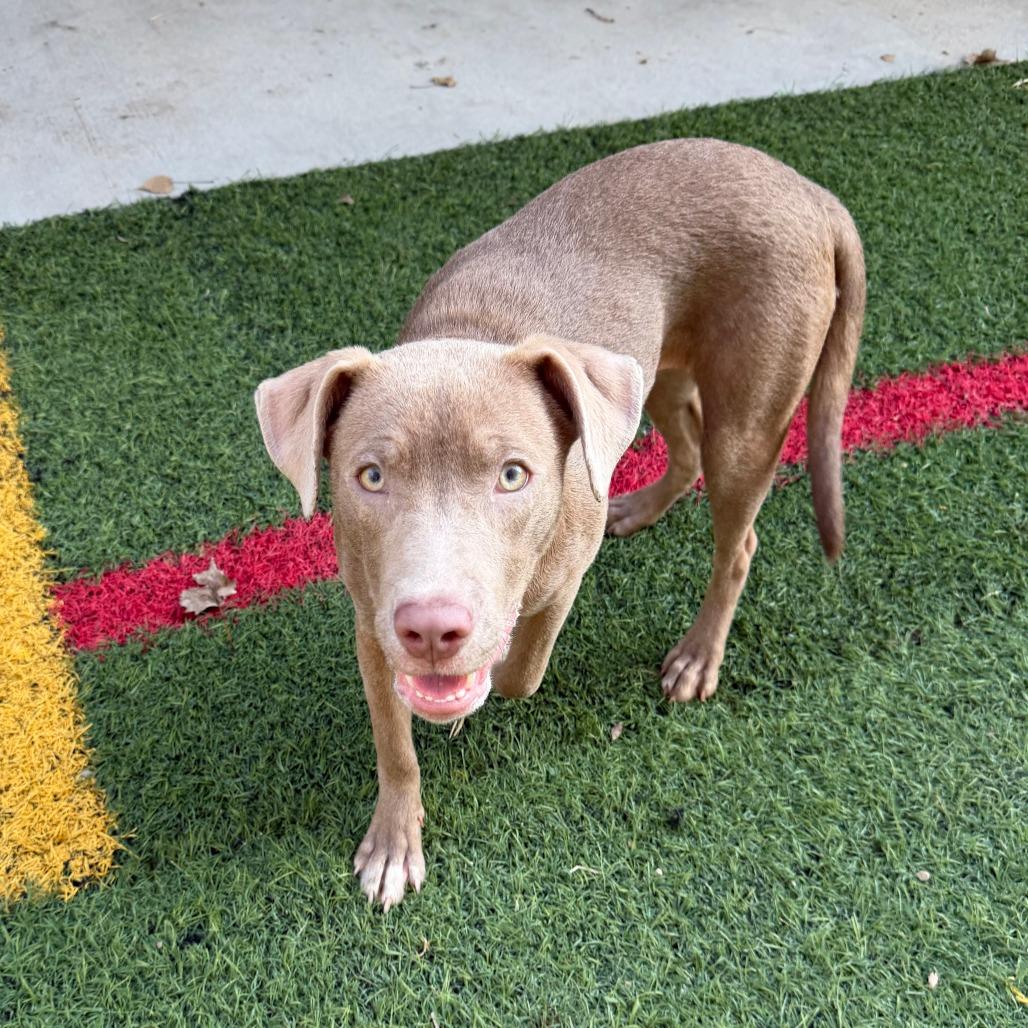 Enlarge Ginny, a Adoptable Mixed Breed in Manhattan, KS image 3/6
