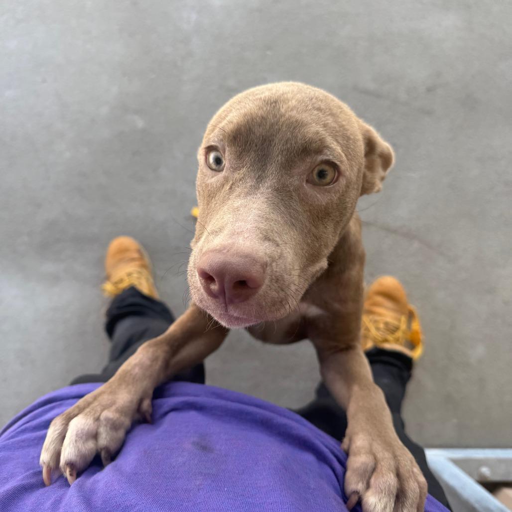 Enlarge Ginny, a Adoptable Mixed Breed in Manhattan, KS image 2/4