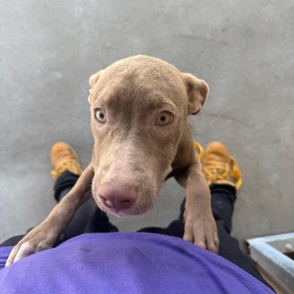 Enlarge Ginny, a Adoptable Mixed Breed in Manhattan, KS image 3/4