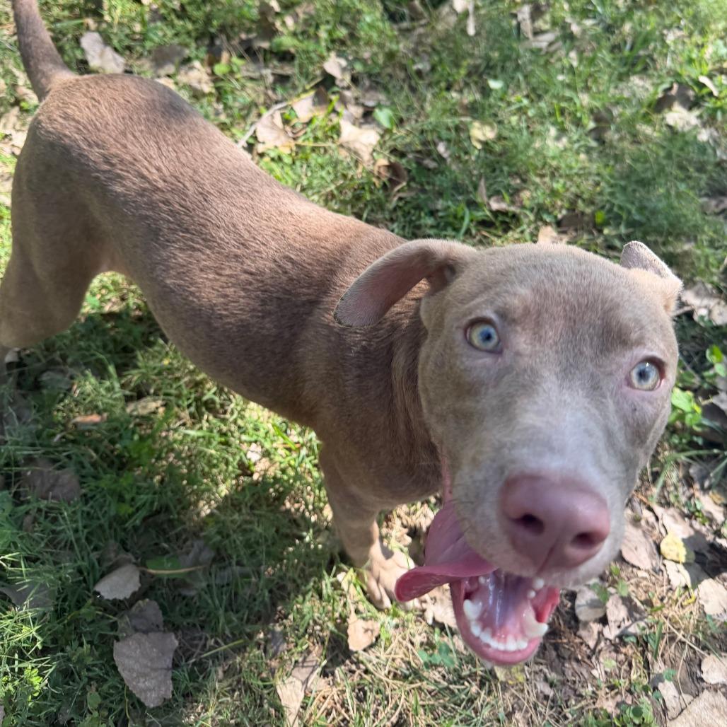 Enlarge Ginny, a Adoptable Mixed Breed in Manhattan, KS image 4/4