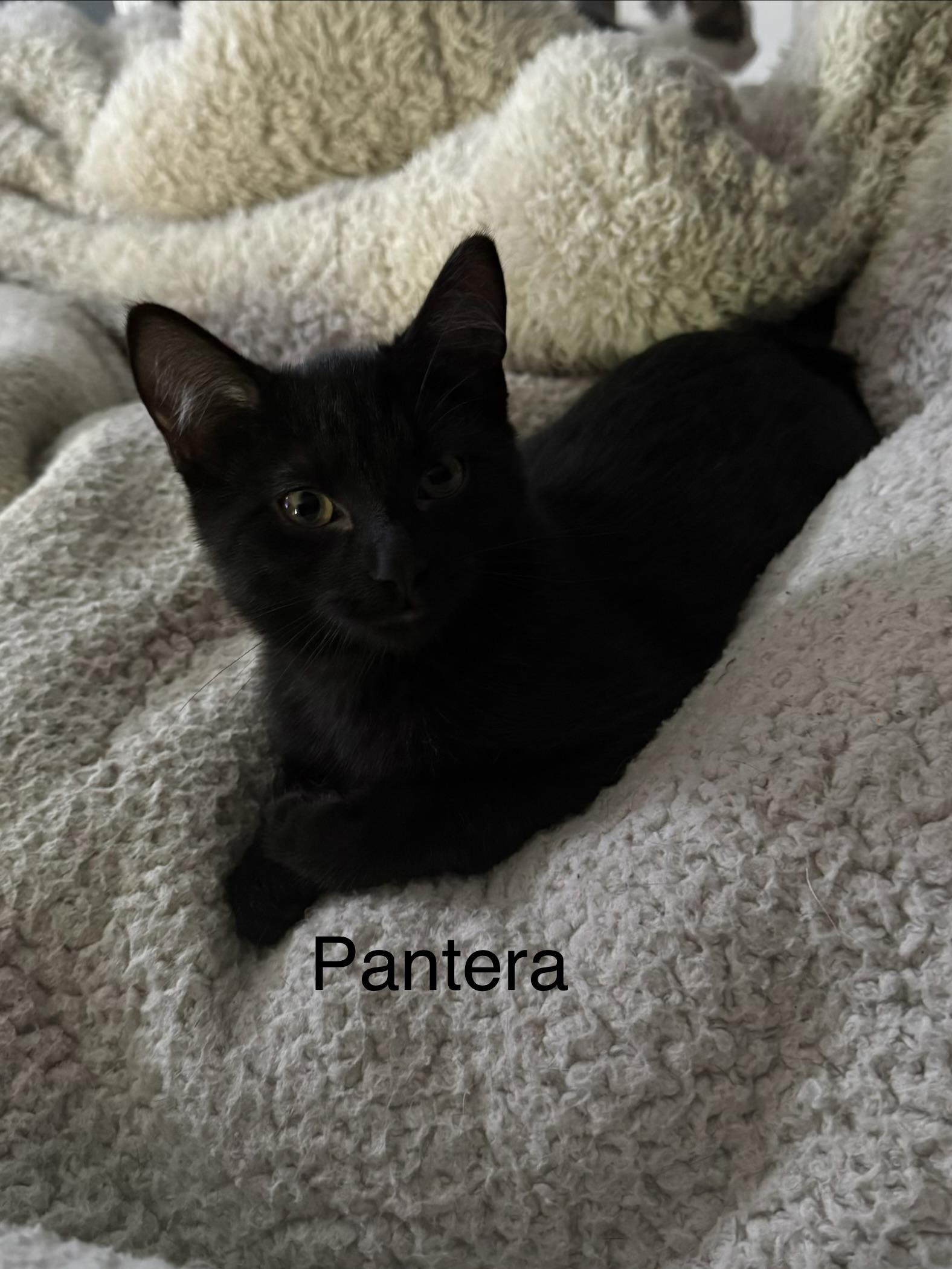 Enlarge Pantera, a Adoptable Domestic Short Hair in Topsham, ME image 2/2