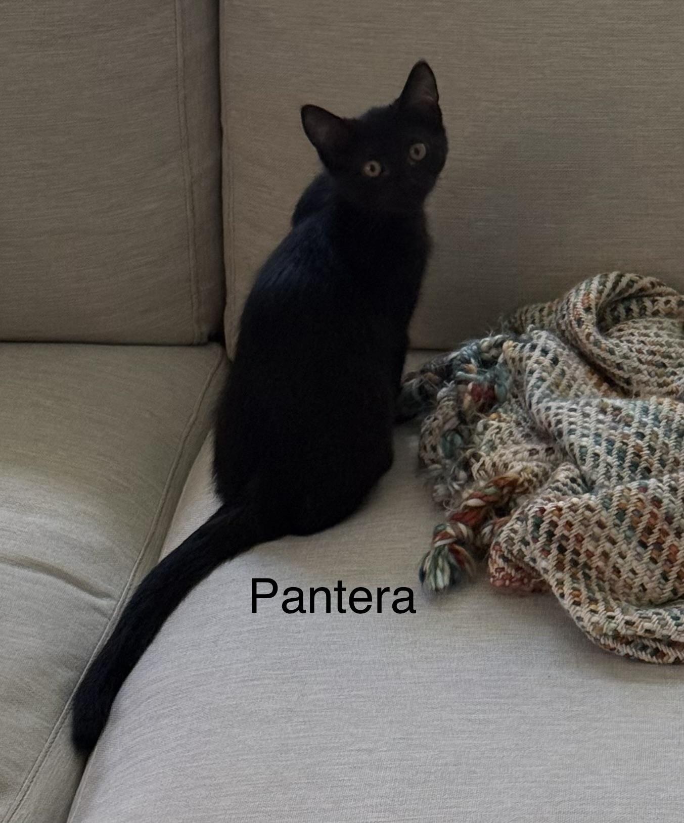 Pantera, Adoptable, Young Male Domestic Short Hair.