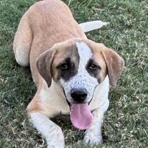 SWEET PEA, Adoptable, Young Female Anatolian Shepherd.
