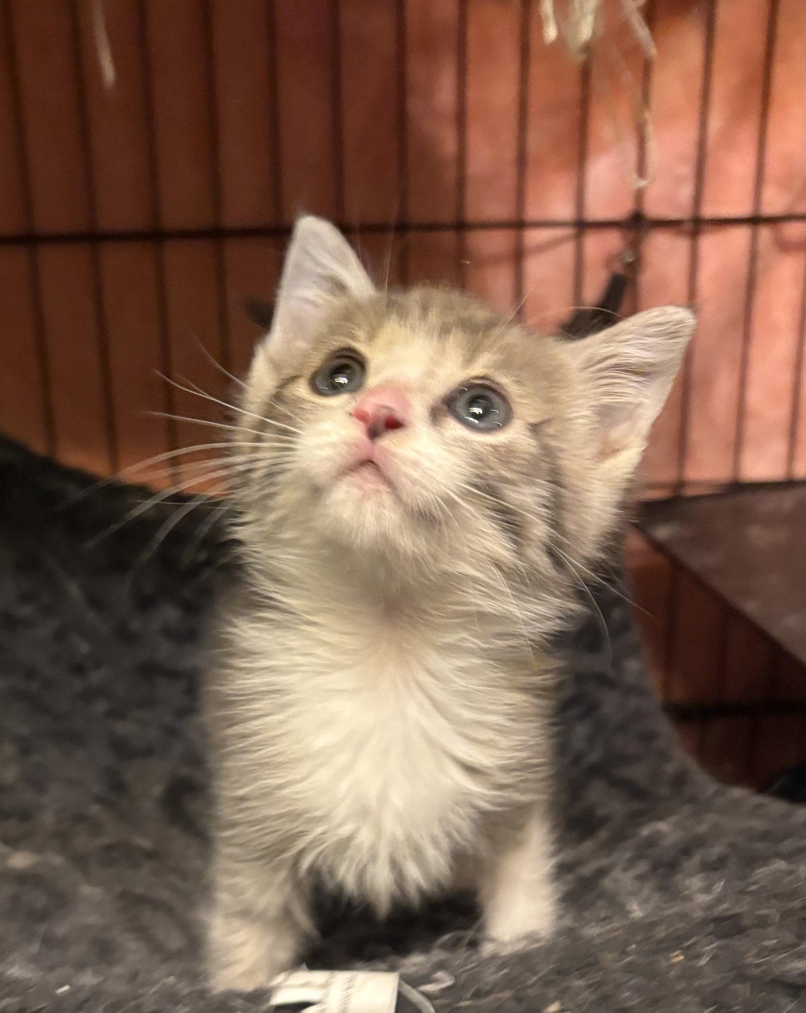 Rosie ( th), Adopted, Kitten Female Domestic Short Hair.