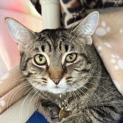 Enlarge Thalia, an adoptable Domestic Short Hair in Lansing, MI image 1/2