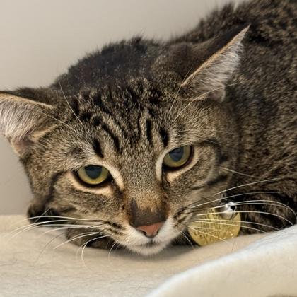 Enlarge Thalia, an adoptable Domestic Short Hair in Lansing, MI image 2/2