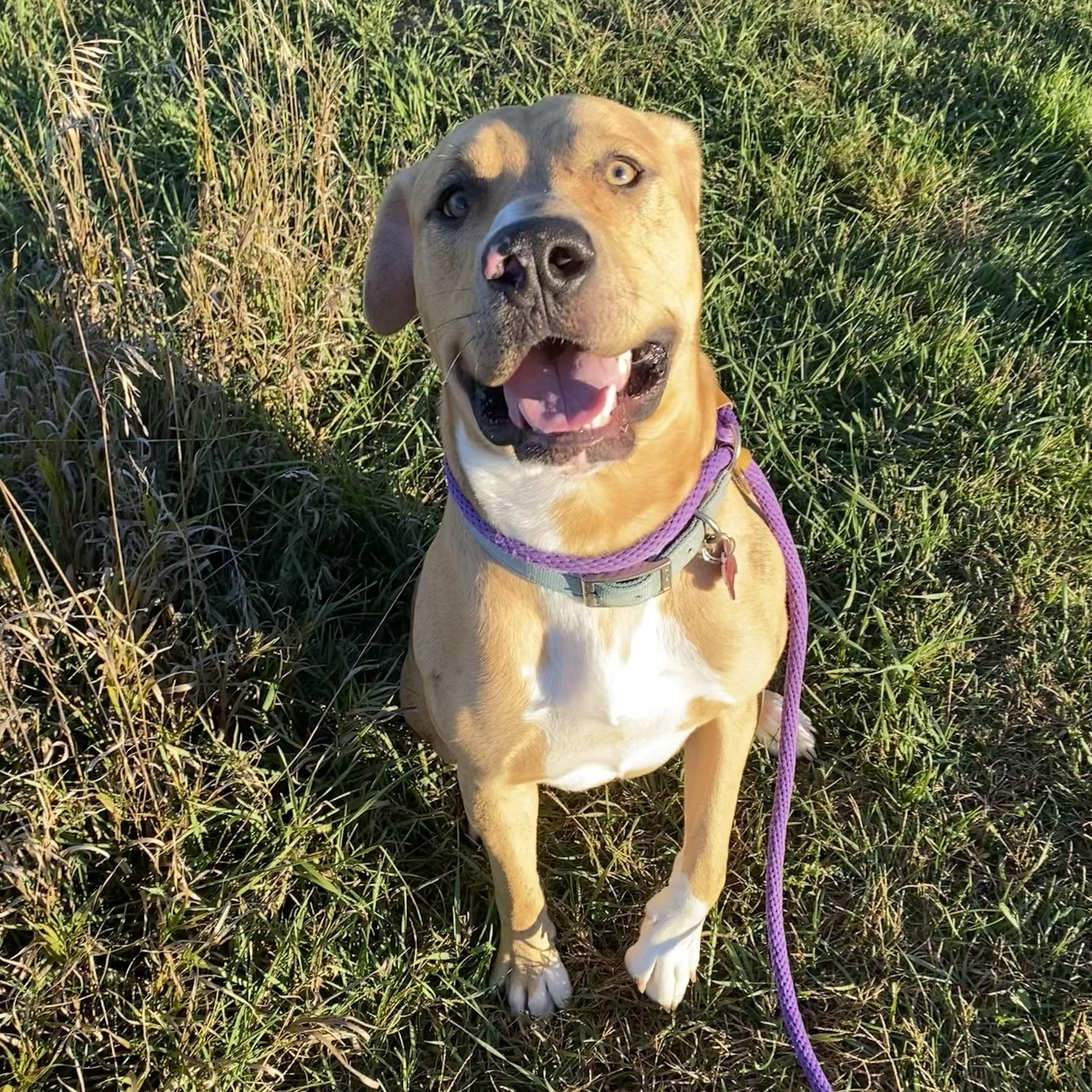 Enlarge Elmer, an adoptable mixed breed in Allegan, MI image 5/6