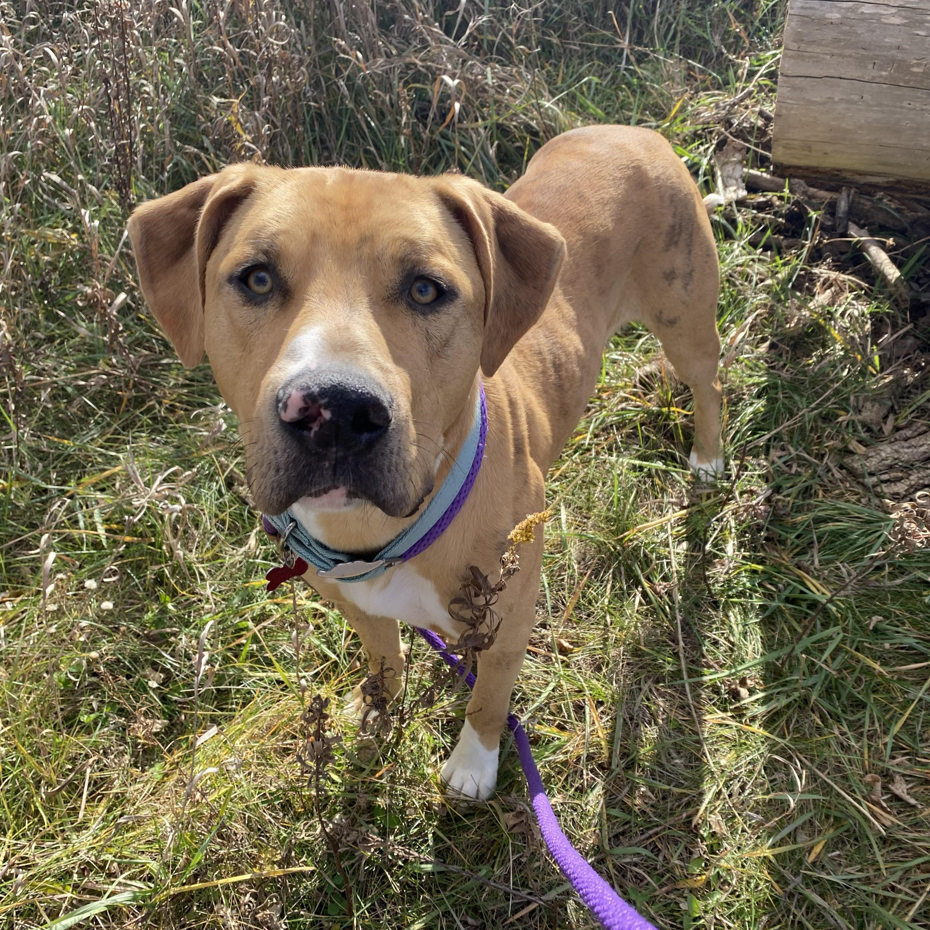 Enlarge Elmer, an adoptable mixed breed in Allegan, MI image 2/6