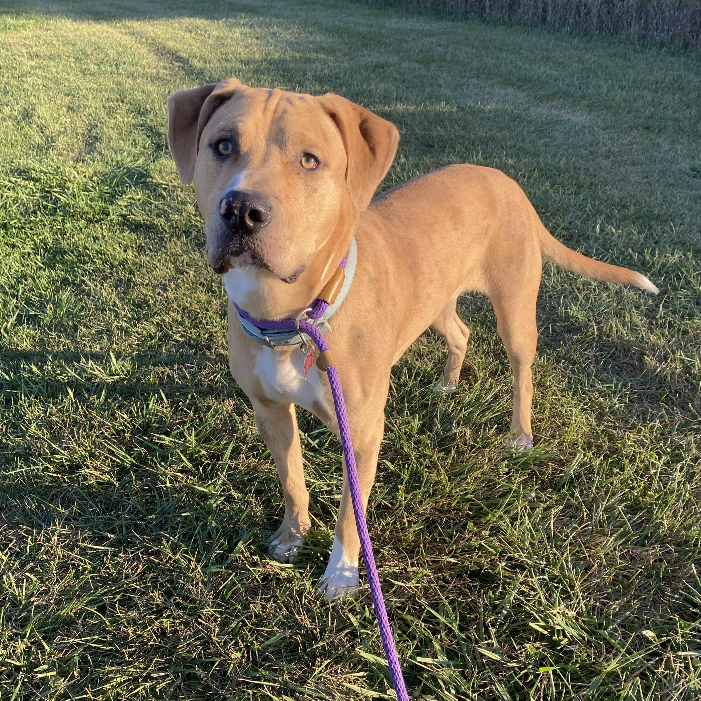 Enlarge Elmer, an adoptable mixed breed in Allegan, MI image 6/6