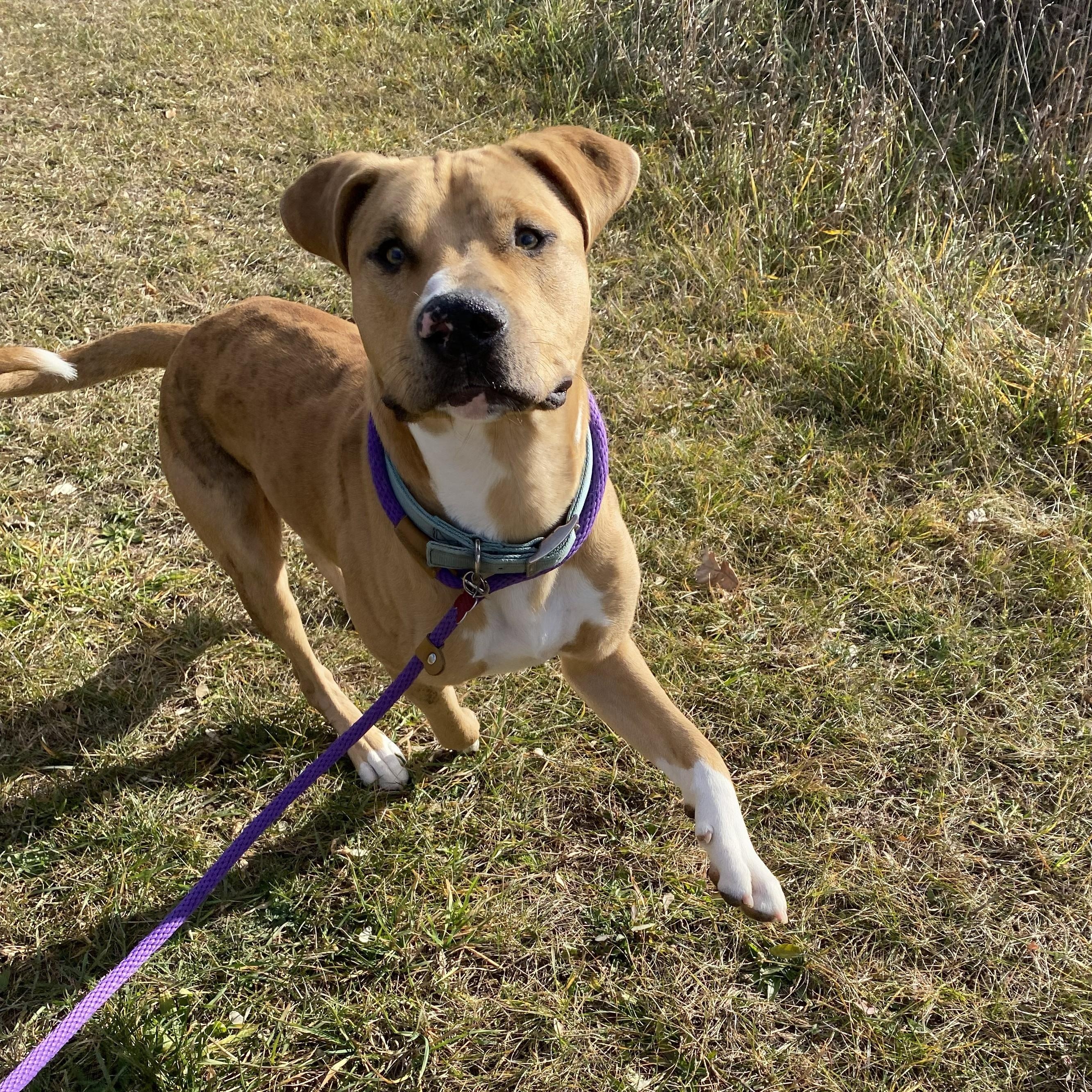 Enlarge Elmer, an adoptable mixed breed in Allegan, MI image 4/6
