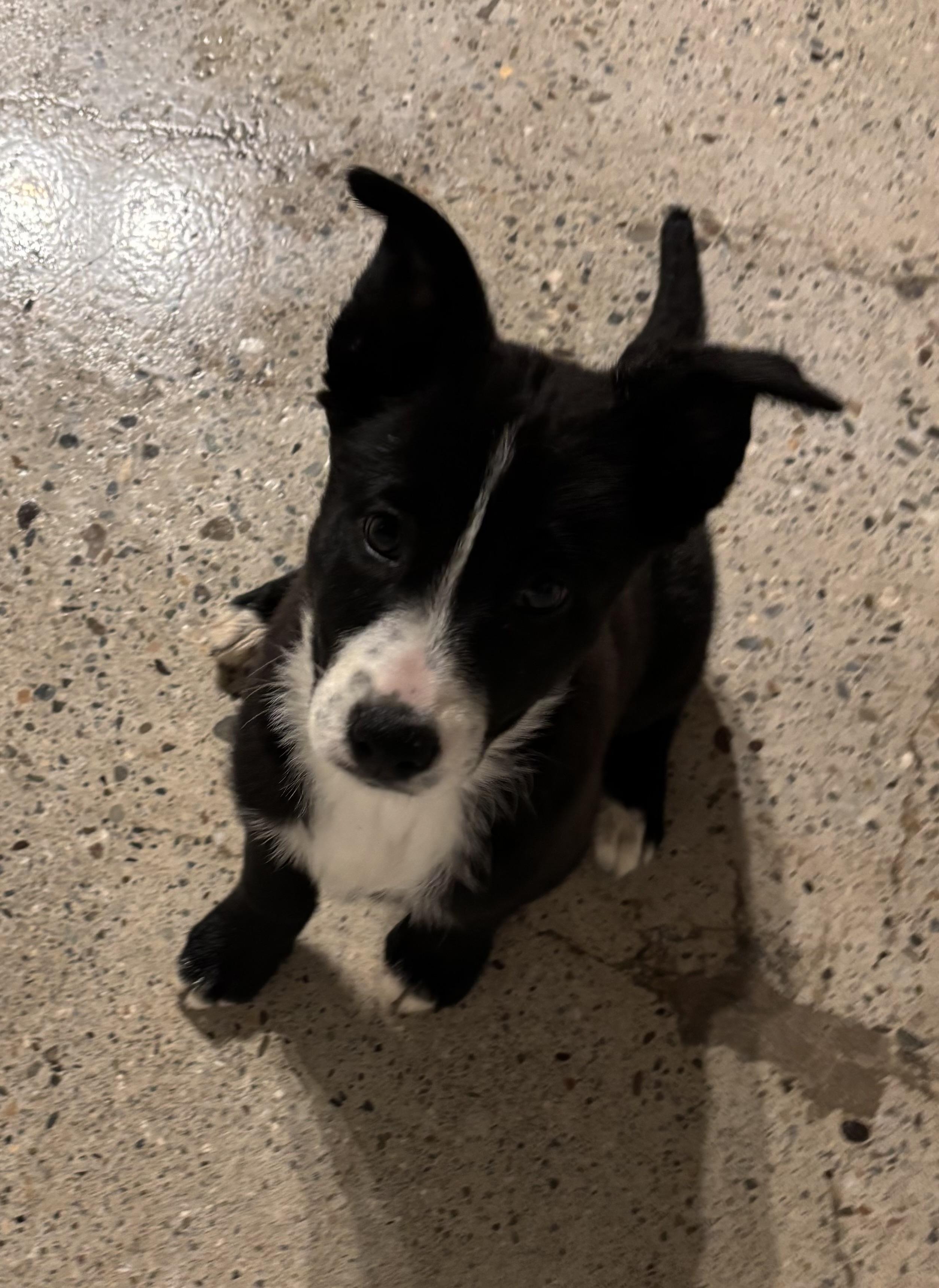 Boleyn, ADOPTABLE, Puppy Female Black Labrador Retriever.