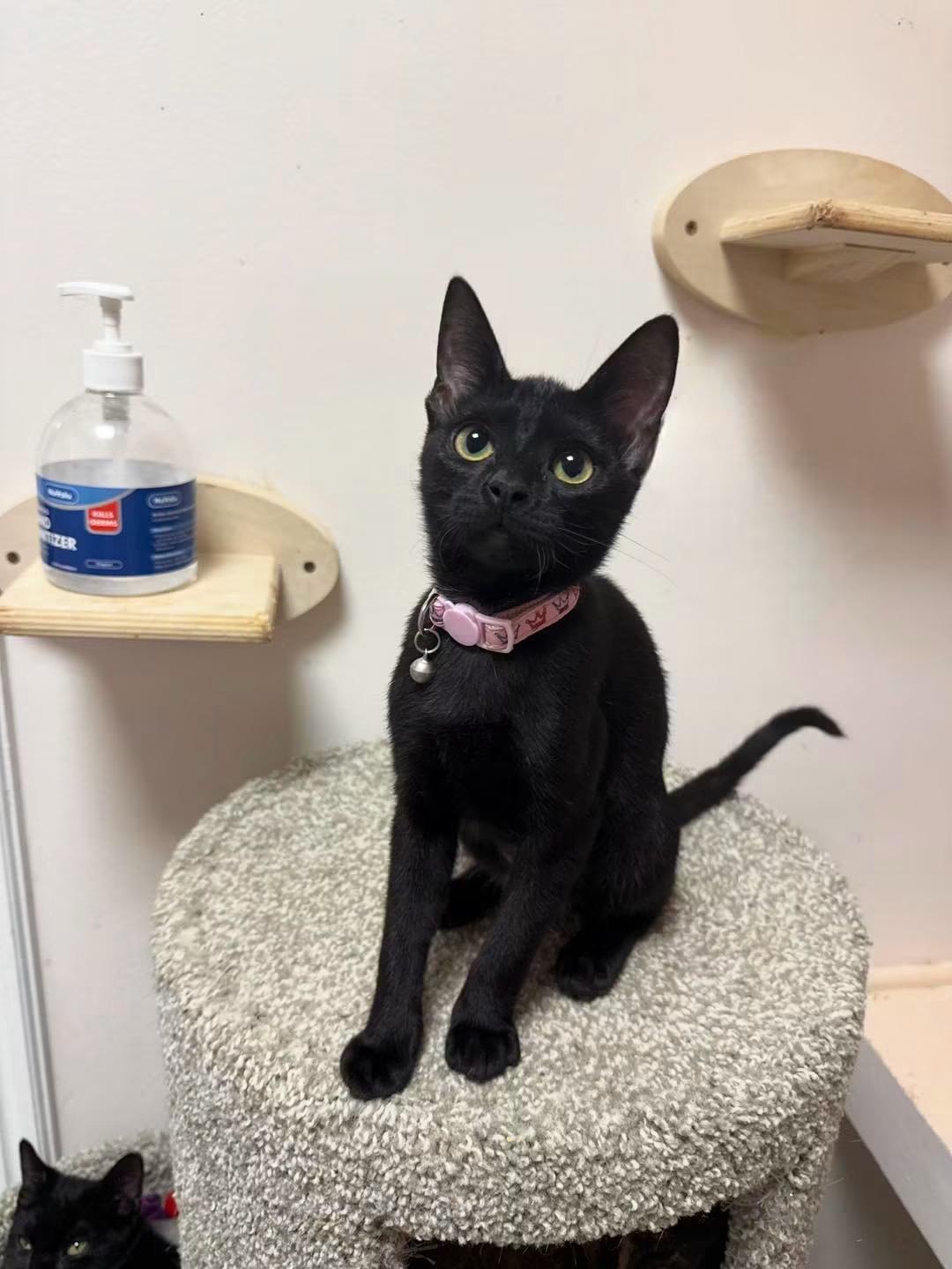 Enlarge Hannah, an adopted Domestic Short Hair in Freeport, NY image 1/1