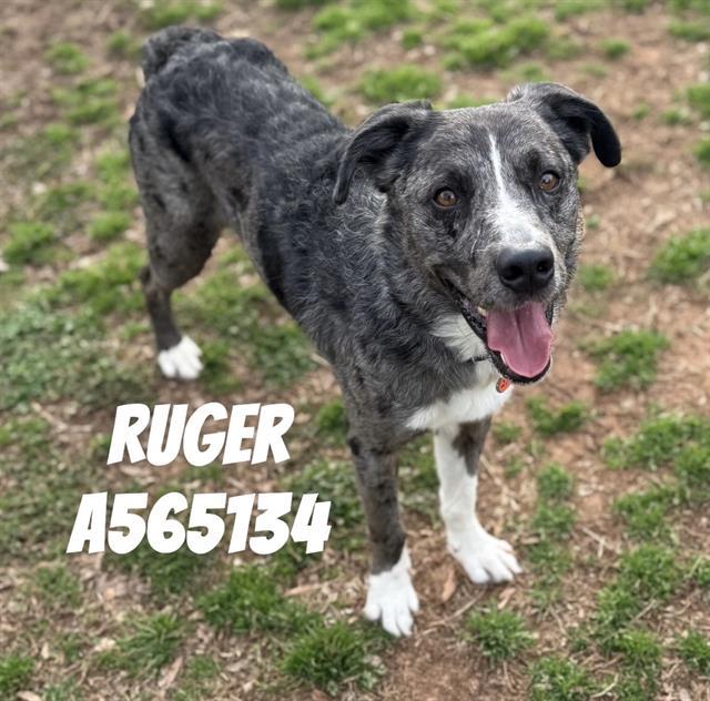 RUGER, Adoptable, Adult Male Australian Shepherd & Mixed Breed.