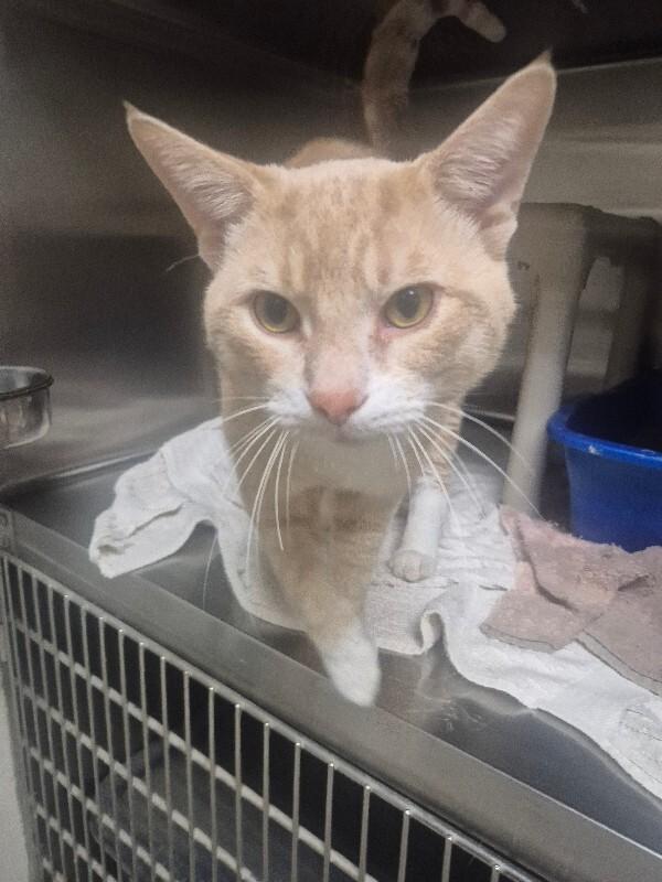 Enlarge Toby, a Adoptable Domestic Short Hair in Bluffton, IN image 1/2