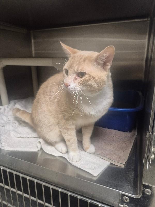 Enlarge Toby, a Adoptable Domestic Short Hair in Bluffton, IN image 2/2