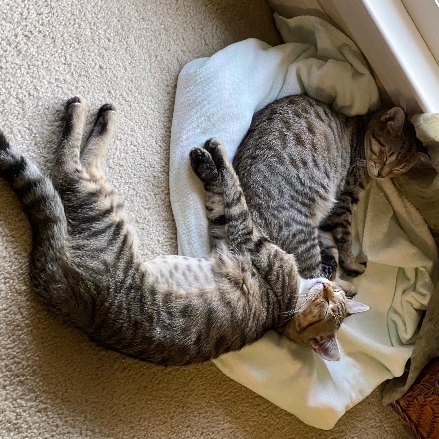 Jill, Adoptable, Young Female Tabby.