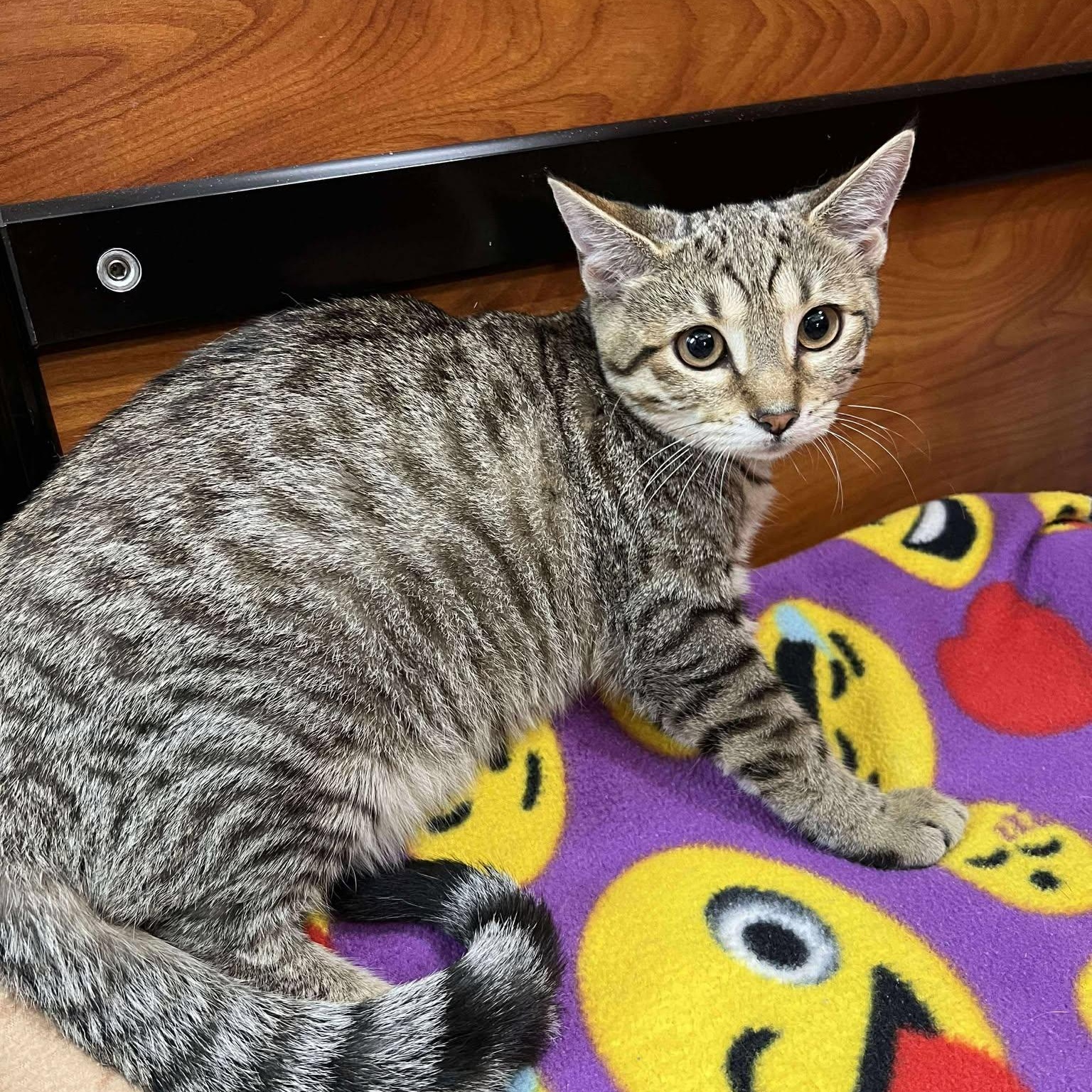 Enlarge Jill, a Adoptable Tabby in Memphis, TN image 2/5