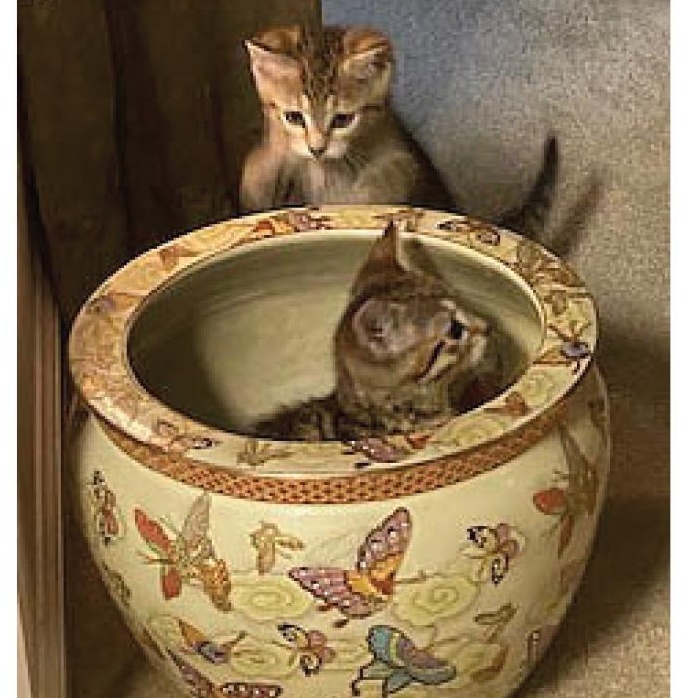 Enlarge Jill, a Adoptable Tabby in Memphis, TN image 3/5