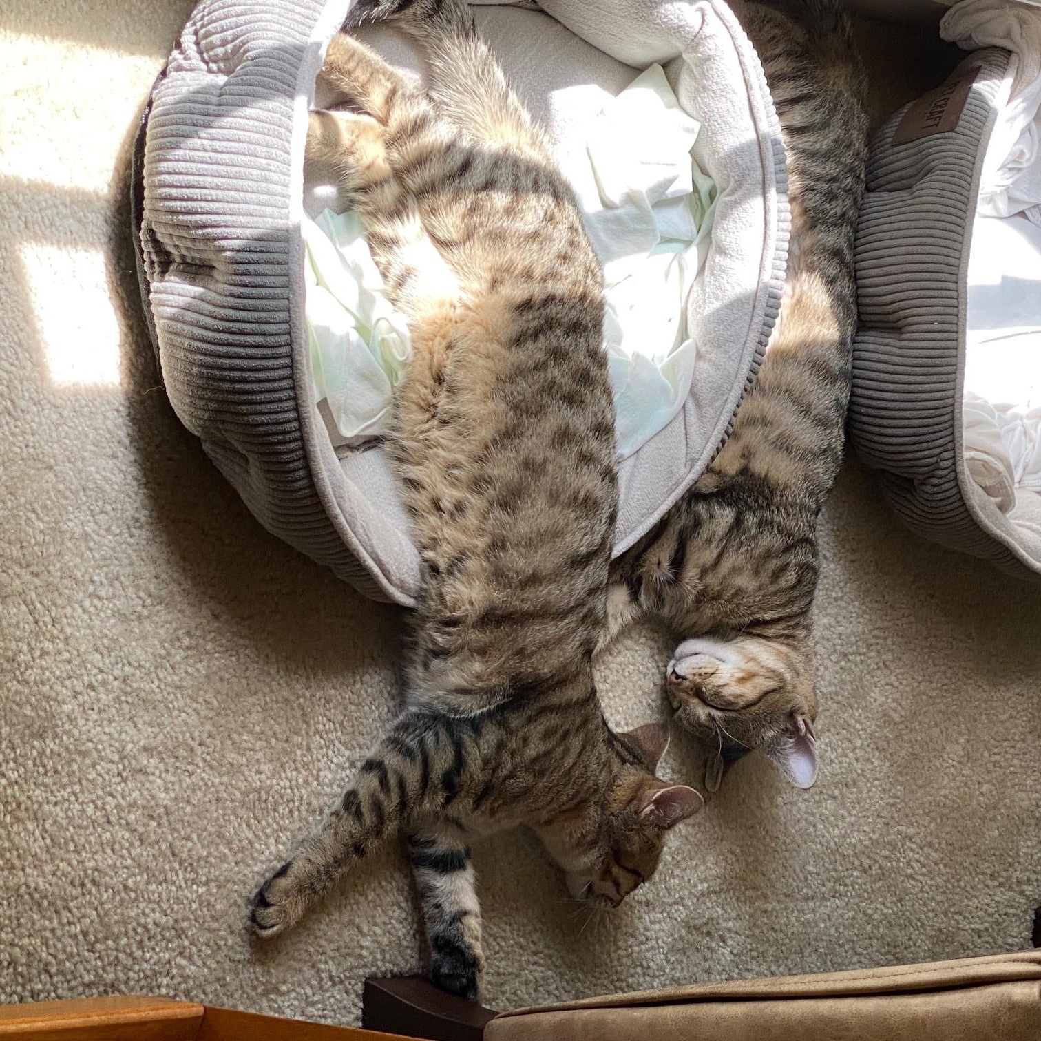 Jill, Adoptable, Young Female Tabby.