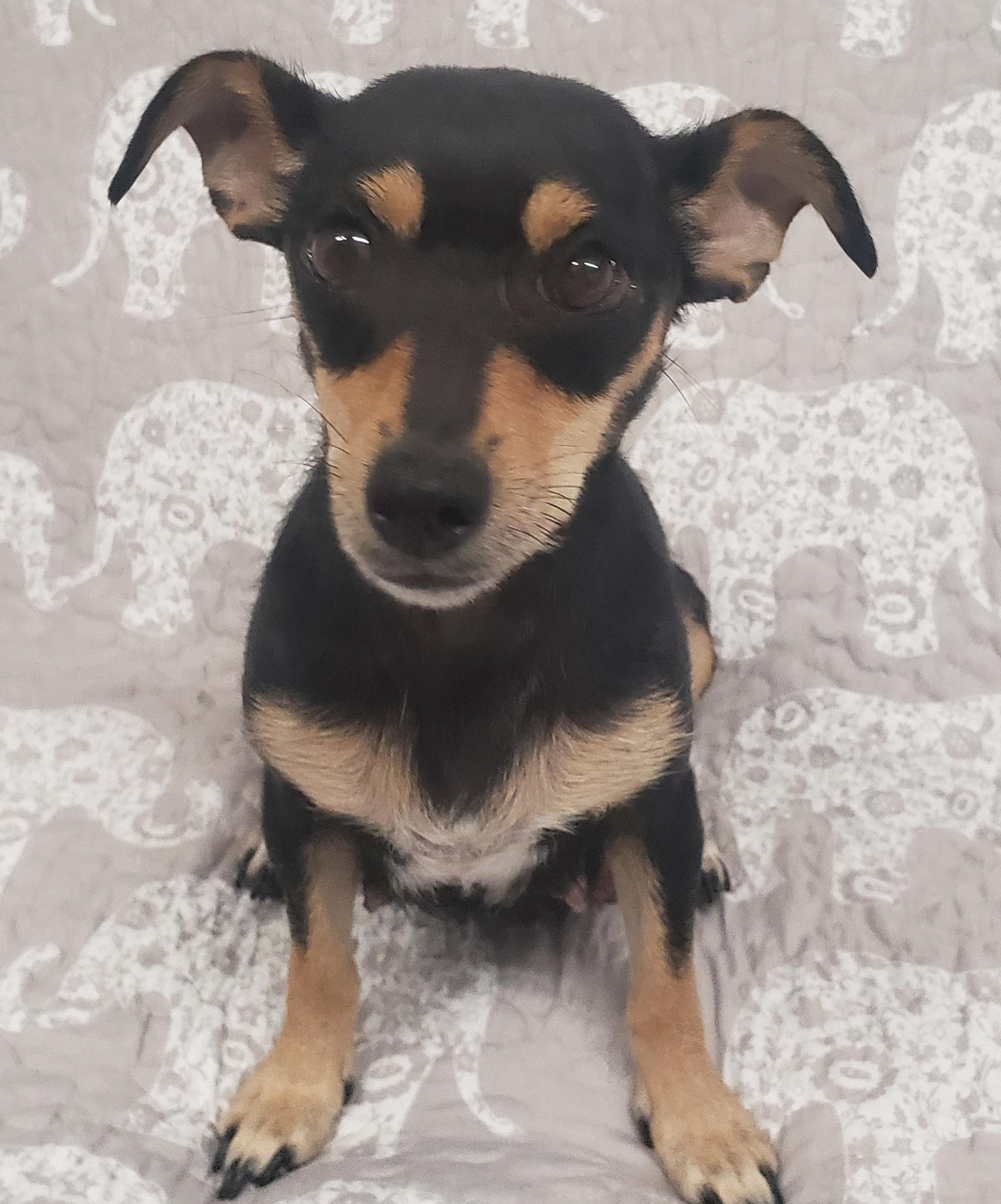 Fancy, adopted, Adult Female Chihuahua.
