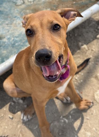 Kramer — thumbnail 2