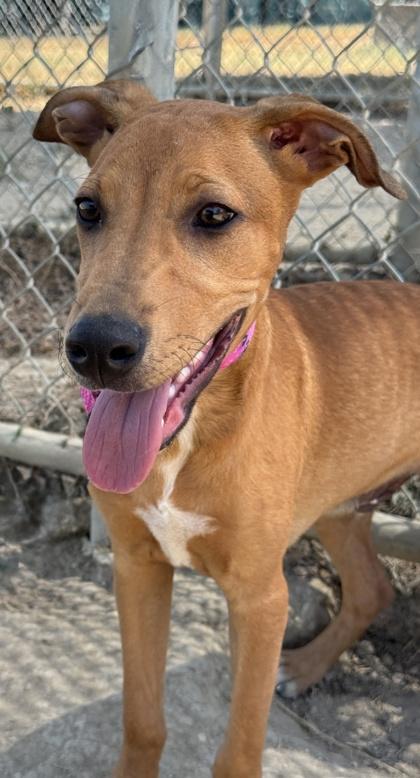 Kramer — thumbnail 3