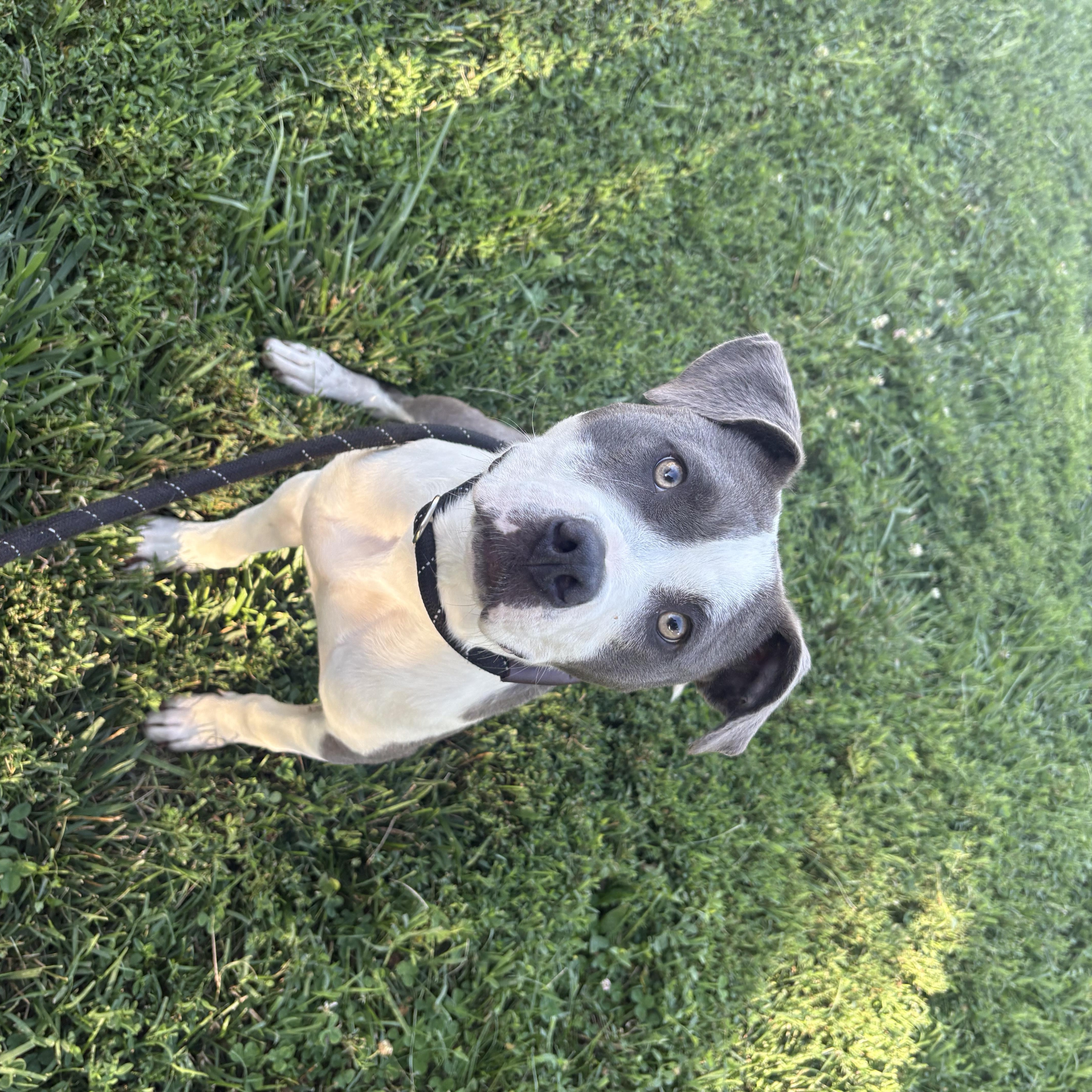 Enlarge Tori, a Adoptable mixed breed in Blue Springs, MO image 1/1