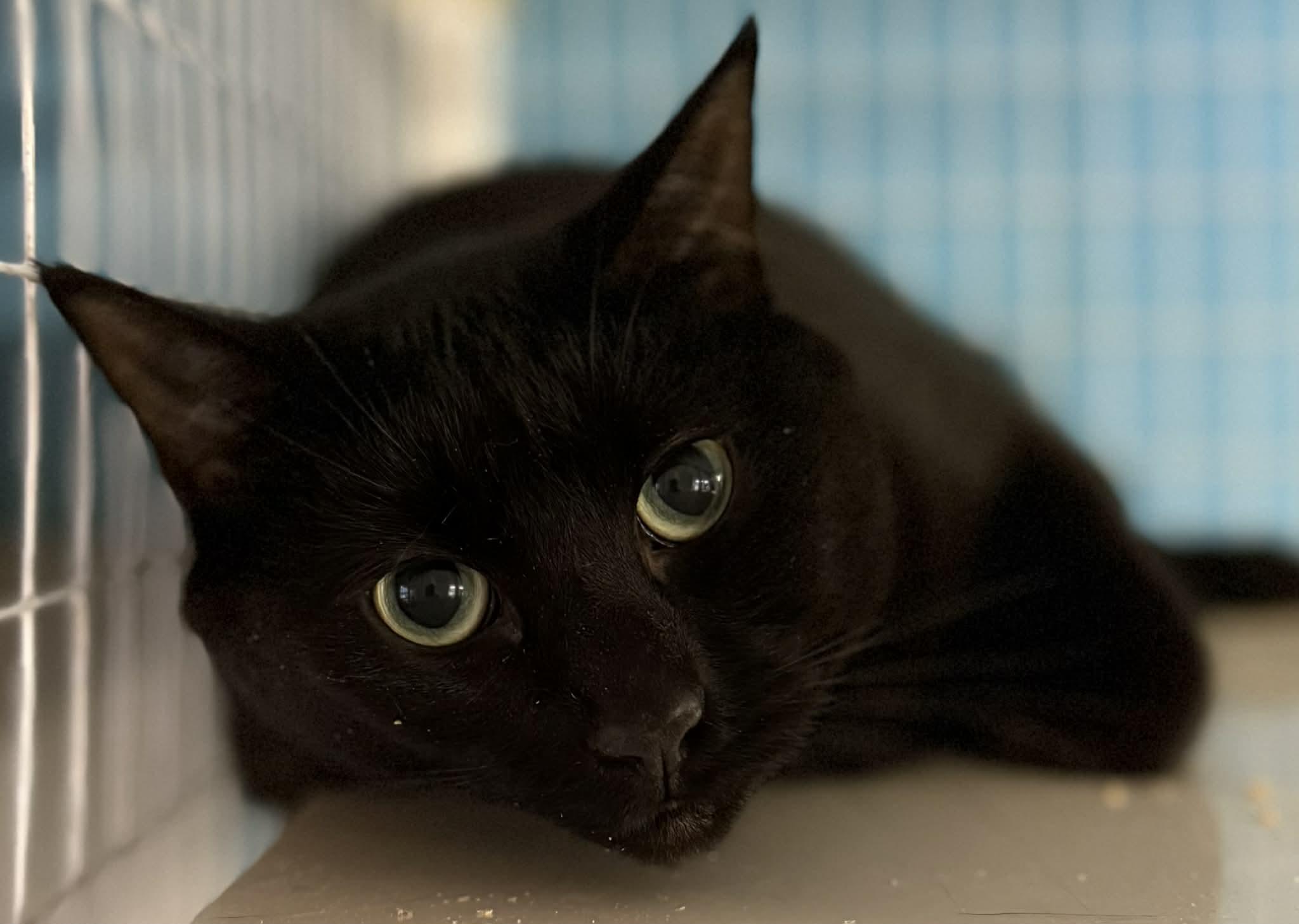 Enlarge Cipher, a ADOPTABLE Domestic Short Hair in Claremont, NH image 1/1