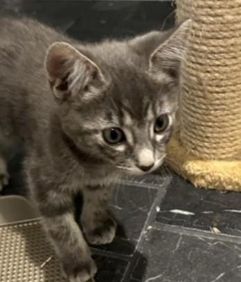 Eric, ADOPTABLE, Kitten Male Domestic Short Hair.