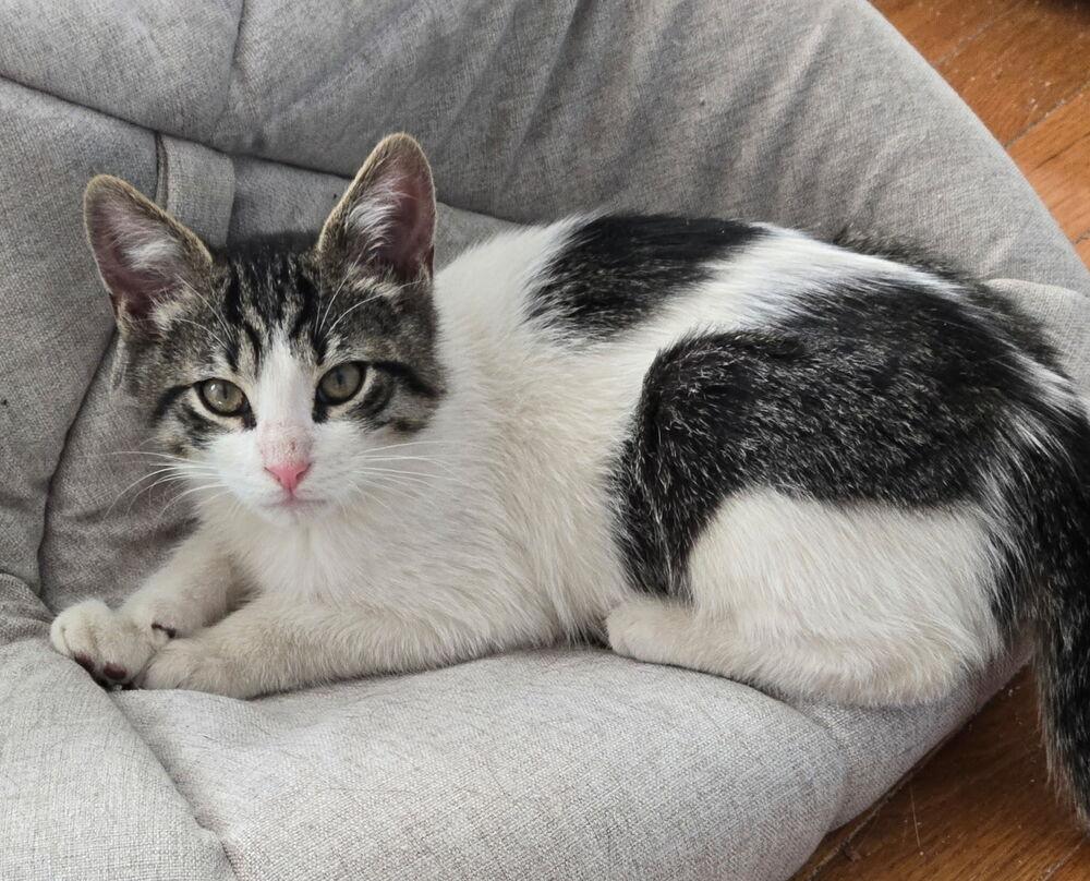 Bruster, Adoptable, Kitten Male Domestic Short Hair.