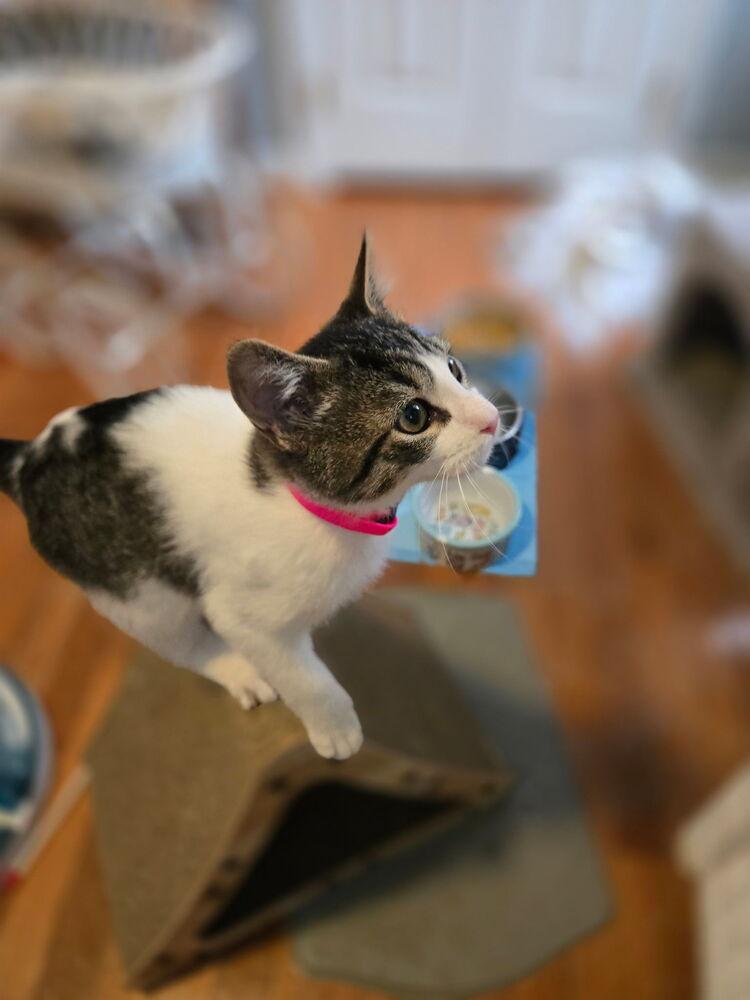 Enlarge Bruster, a Adoptable Domestic Short Hair in Henrico, VA image 2/2