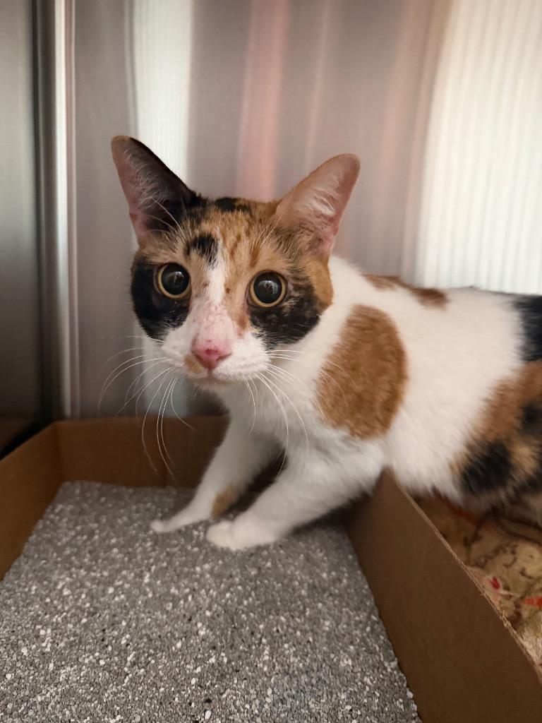 Gingerbread, Adoptable, Adult Female Domestic Short Hair.