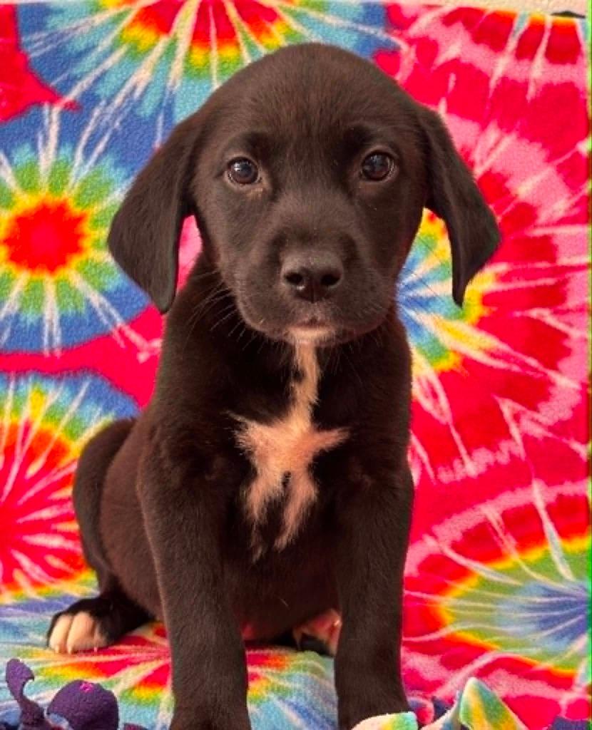 Enlarge Fernando, a Adoptable Labrador Retriever in Warrenton, NC image 1/1
