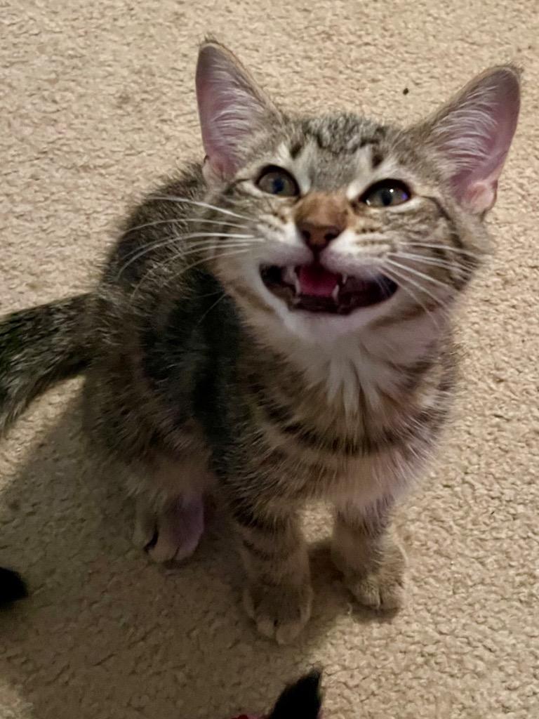 Alexios FFAH, Adoptable, Kitten Male Tiger.