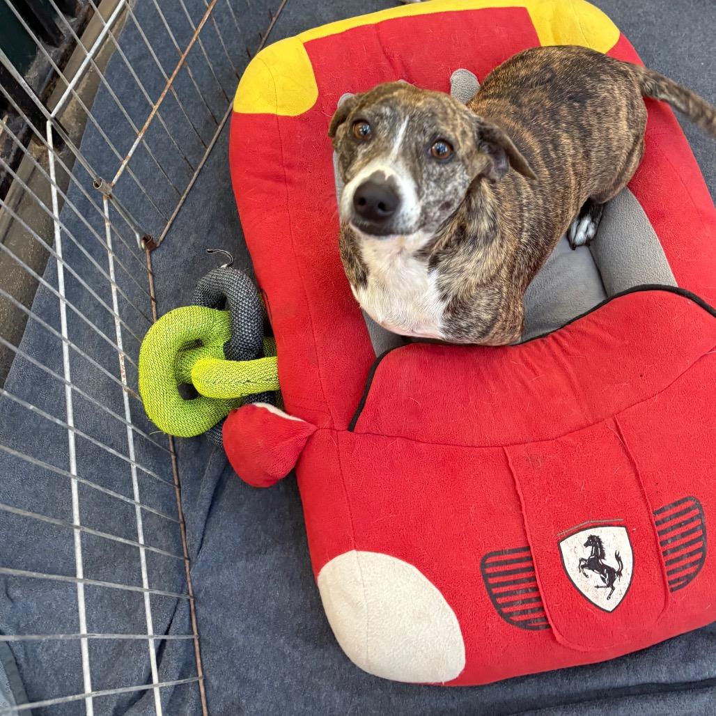 Charlotte, Adoptable, Adult Female Dachshund & Mixed Breed.