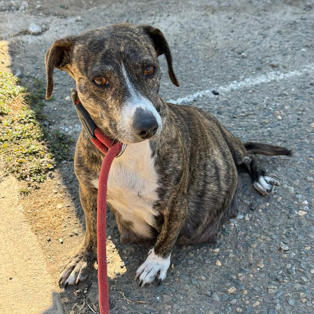 Charlotte, Adoptable, Adult Female Dachshund & Mixed Breed.