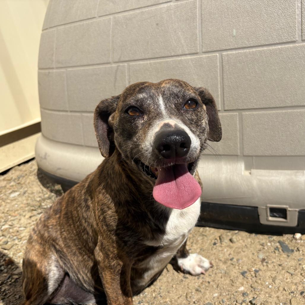 Charlotte, a Adoptable mixed breed in Ione, CA image 4/6