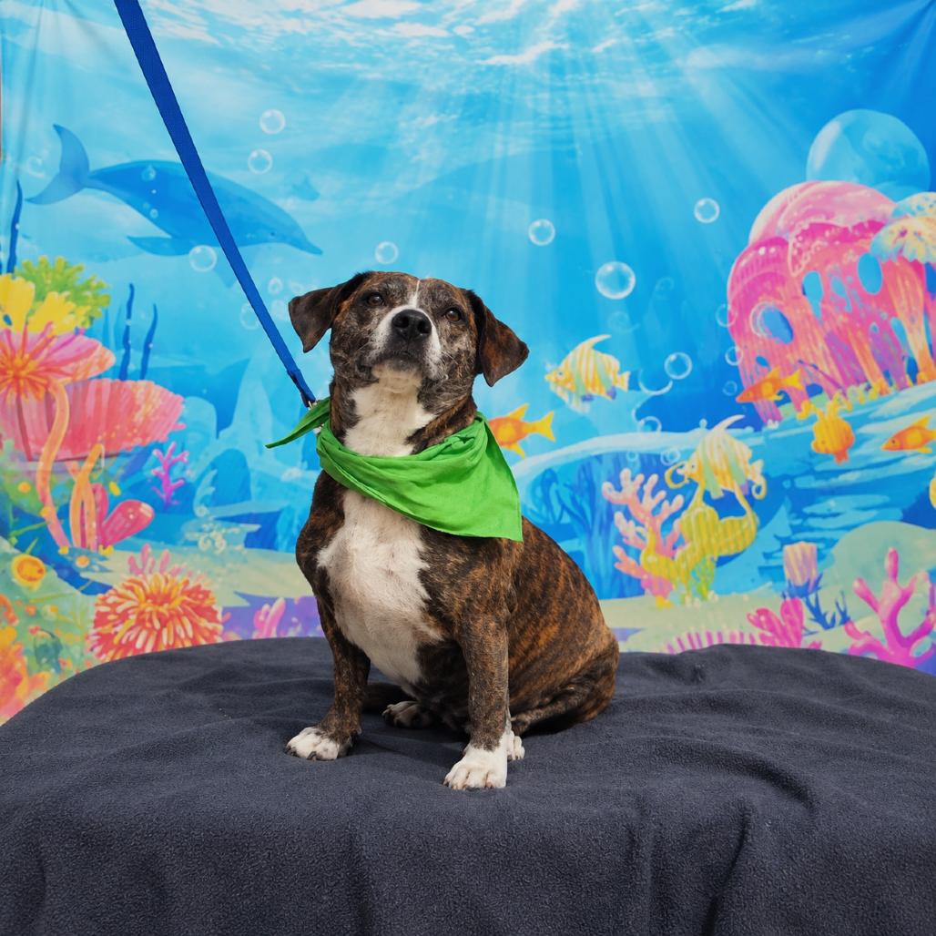 Enlarge Charlotte, a Adoptable mixed breed in Ione, CA image 4/6