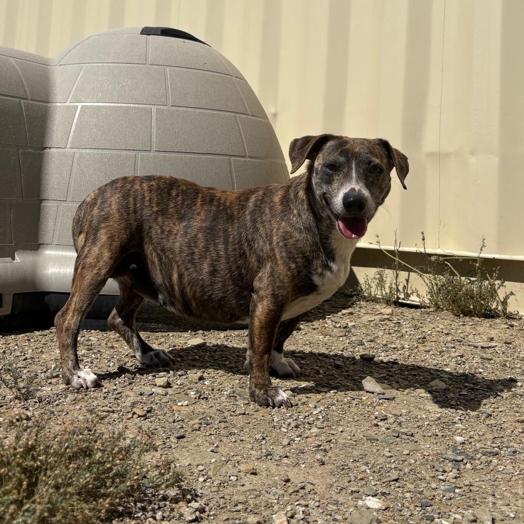 Charlotte, a Adoptable mixed breed in Ione, CA image 5/6