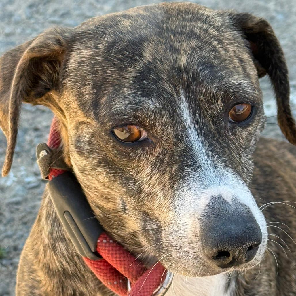 Charlotte, a Adoptable mixed breed in Ione, CA image 2/2